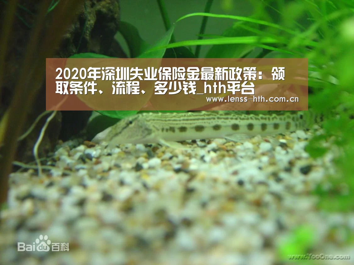 2020年深圳失业保险金最新政策：领取条件、流程、多少钱_h